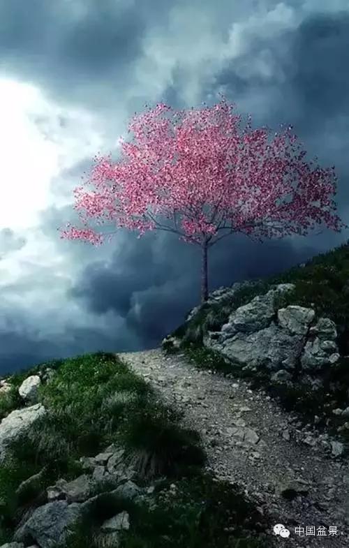 文人树盆景美不胜收,中国神奇的十大盆景