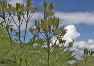 哪些中药有活血生肌的效果 (乳香没药均有活血行气消肿生肌)