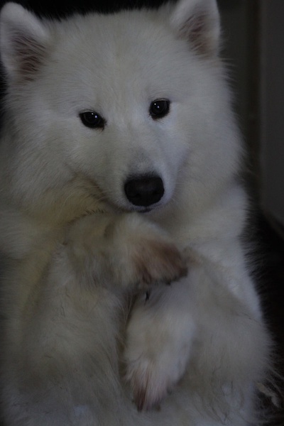 狗狗剃了毛毛后伤心没自信了,结果却因为这些原因重振威武