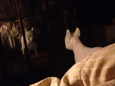 狗狗剃了毛毛后伤心没自信了,结果却因为这些原因重振威武