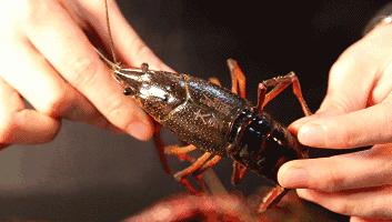 就算你开着玛莎拉蒂，*博兰**基尼也不一定能吃到她家龙虾，每天就这