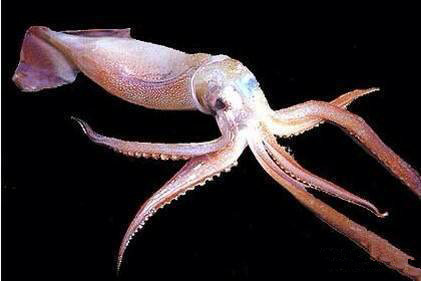 那些不认识的海鲜小干货,超级干货2022