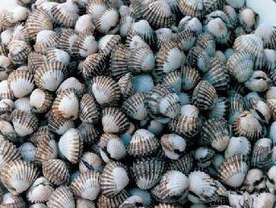 那些不认识的海鲜小干货,超级干货2022