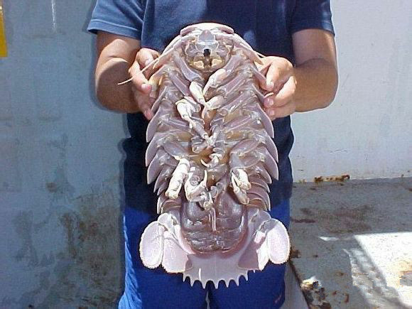 那些不认识的海鲜小干货,超级干货2022