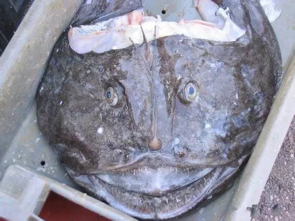 那些不认识的海鲜小干货,超级干货2022