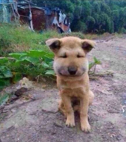 狗狗被咬伤伤到神经,狗狗被咬伤需要打破伤风吗