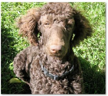 数据挖掘对大数据的帮助,面向程序员的数据挖掘指南