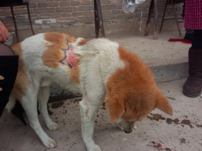 狗狗被烫伤绝不能忽视，狗狗被烫伤的急救措施