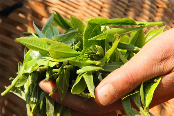 冰岛茶种的引进历史是什么,冰岛茶属于什么茶种