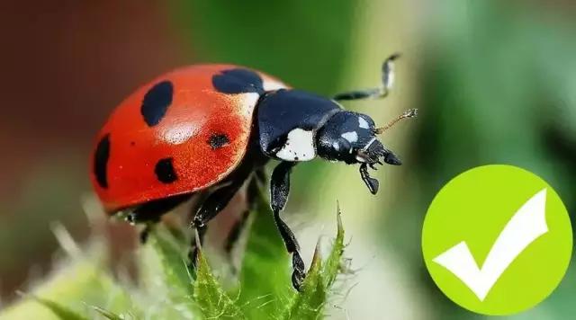 什么昆虫六条腿两个牙齿,什么是昆虫昆虫的定义是什么