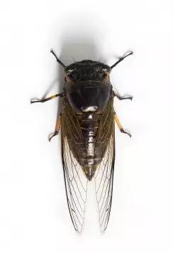 什么昆虫六条腿两个牙齿,什么是昆虫昆虫的定义是什么