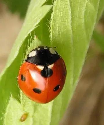 什么昆虫六条腿两个牙齿,什么是昆虫昆虫的定义是什么
