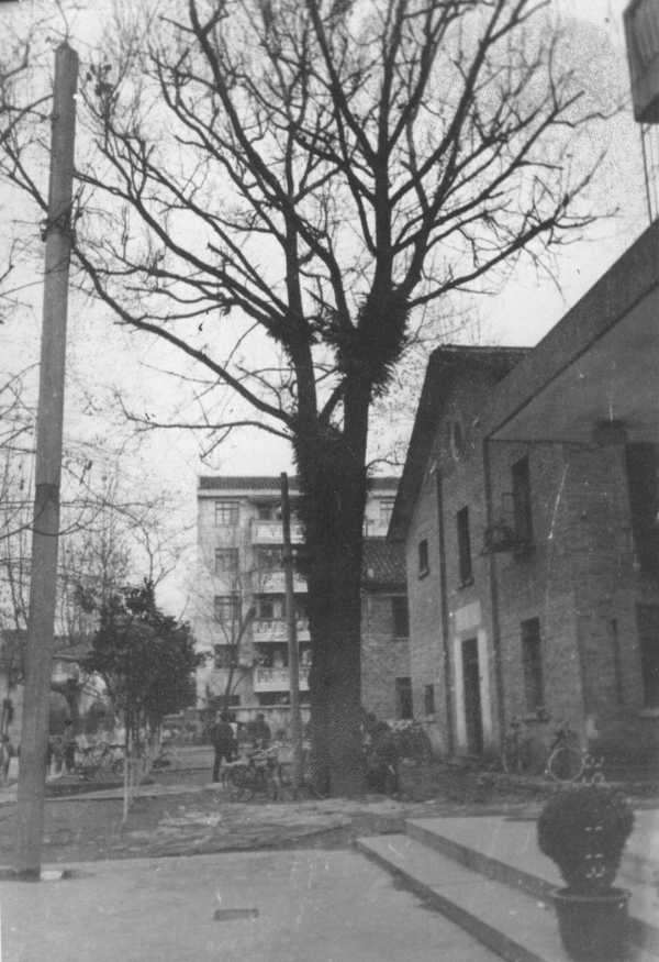 杭九中2022届毕业生,杭九中毕业照