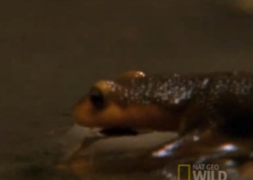 大青蛙吃了只害虫,大青蛙吃小蛇无所畏惧