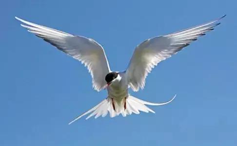 世界上数量最多的鸟类是,世界上飞得最高的鸟类是