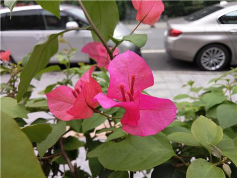 魅族pro6出现症状及维修,魅族pro6发热严重