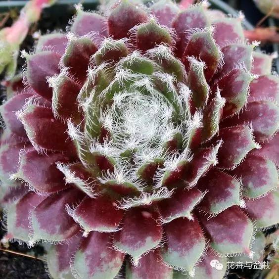 有一种植物叫长生草,长生草开花就死亡吗