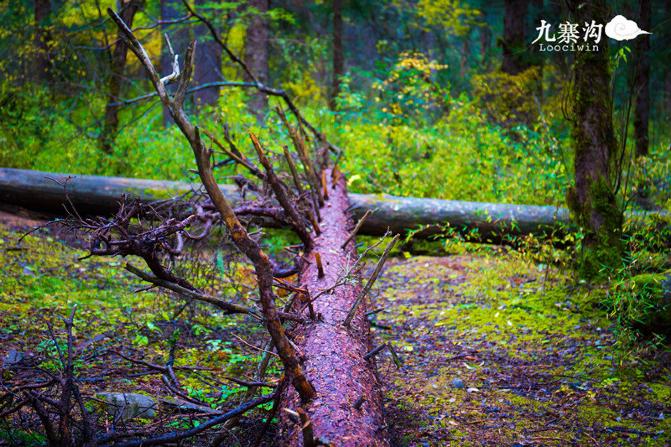 鍛宠暰娴佽繛蹇樿繑,鍛宠暰鐣欐亱