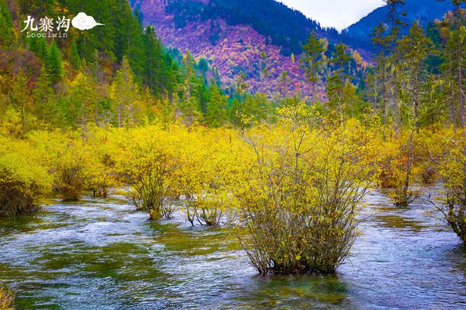 鍛宠暰娴佽繛蹇樿繑,鍛宠暰鐣欐亱