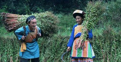 赶黄草全株茶,正品赶黄草泡水喝的正确方法