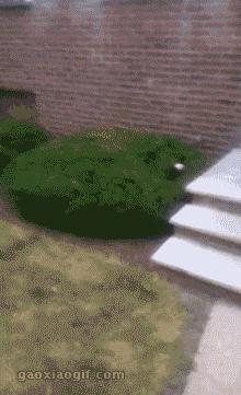 萨摩与哈士奇兄弟绝对是史上最逗B的组合