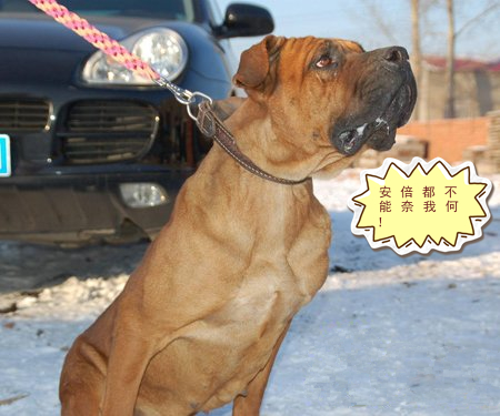 超级凶猛的加纳利犬,第一条加纳利犬