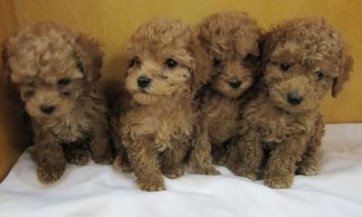 泰迪狗的毛变白是怎么回事,泰迪毛褪色怎么回事