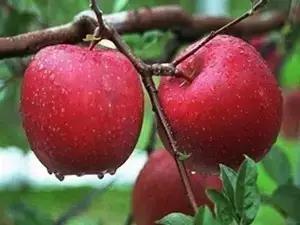 辽宁省特产别的省份吃不到的,辽宁的十大特色水果