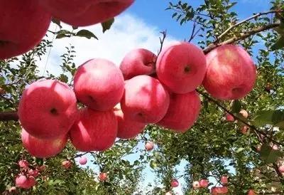 辽宁省特产别的省份吃不到的,辽宁的十大特色水果