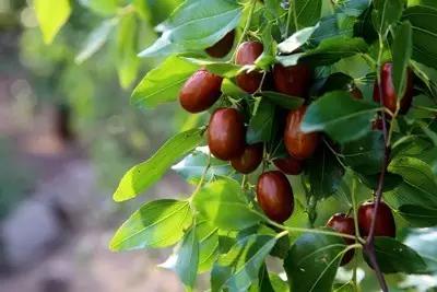 辽宁省特产别的省份吃不到的,辽宁的十大特色水果