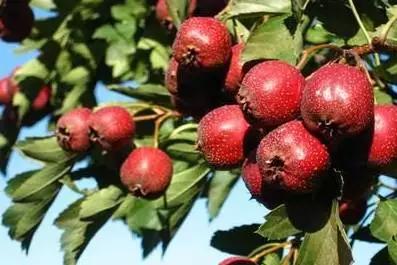 辽宁省特产别的省份吃不到的,辽宁的十大特色水果