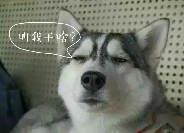 有一只文艺范的狗,一只很有神韵的狗