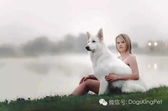 犬的蛋白质营养需求表,小型犬吃的多种维生素