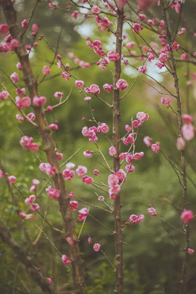 他在这里盖房子时,日本人还没学会唐风