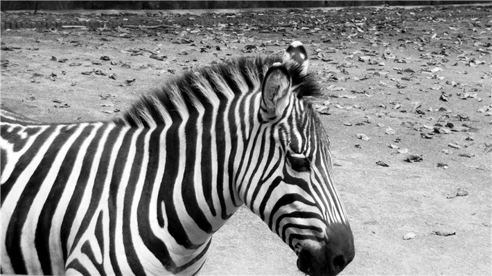 vivoxplay5测评吃鸡,vivoxplay5原神体验