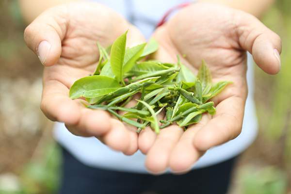 普洱茶熟茶制作流程图,做普洱茶如何入门
