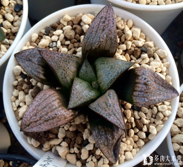 养多肉的心情治愈,养多肉其实也是养心情