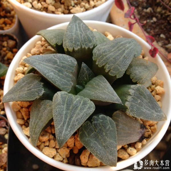 养多肉的心情治愈,养多肉其实也是养心情