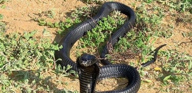 世界上最珍贵的6种蛇,世上最珍贵几大蛇类