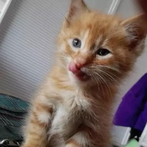 上海领养代替购买,上海领养孩子有补贴吗