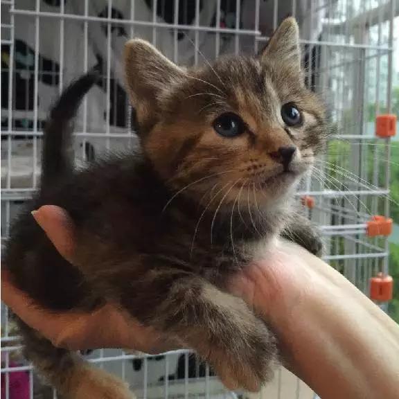 上海领养代替购买,上海领养孩子有补贴吗