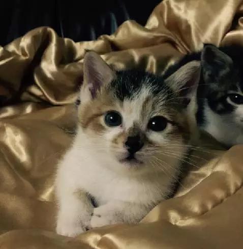 上海领养代替购买,上海领养孩子有补贴吗