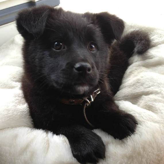 上海领养代替购买,上海领养孩子有补贴吗