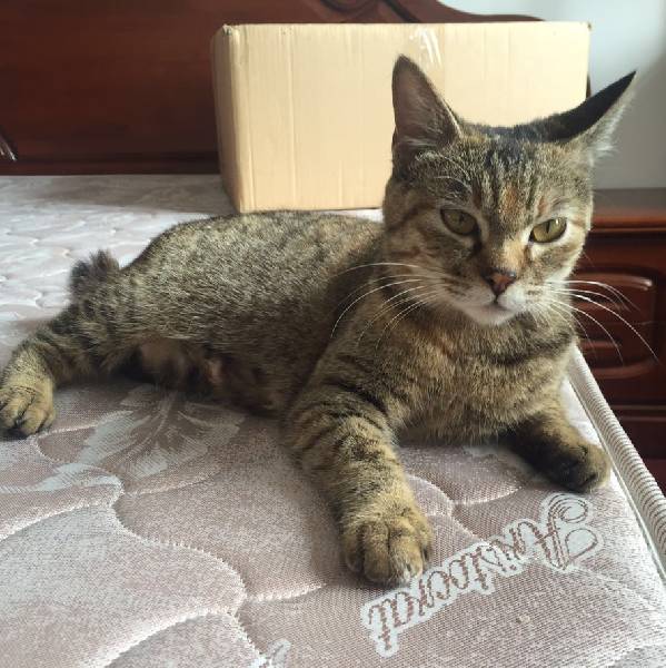 上海领养代替购买,上海领养孩子有补贴吗