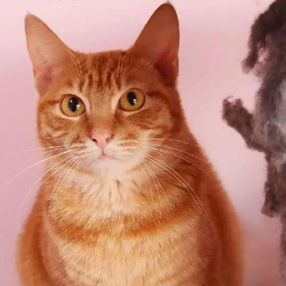 上海领养代替购买,上海领养孩子有补贴吗