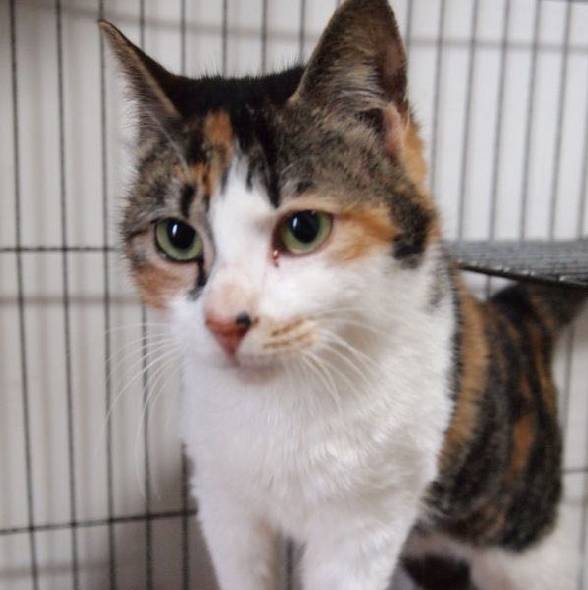 上海领养代替购买,上海领养孩子有补贴吗