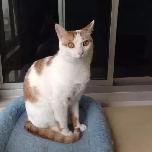 上海领养代替购买,上海领养孩子有补贴吗