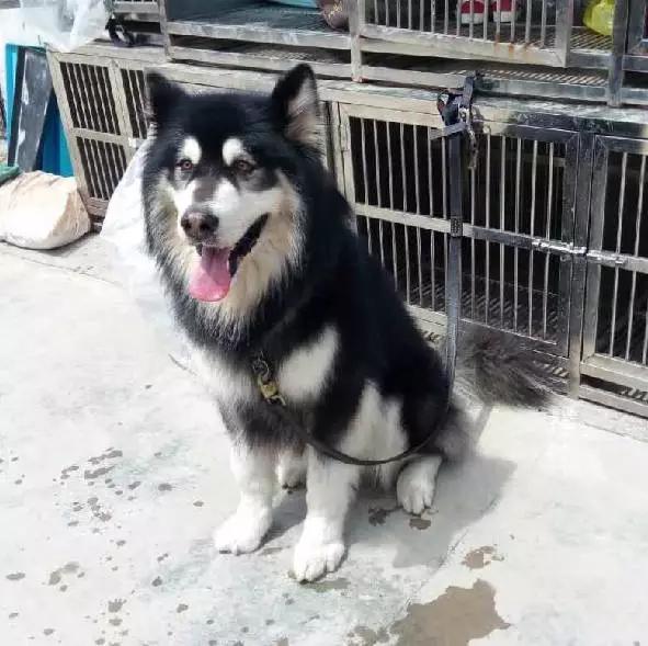 上海领养代替购买,上海领养孩子有补贴吗