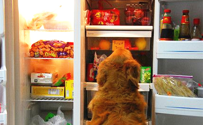 金毛贪吃的毛病都是惯出来的,金毛跟着主人爱贪吃怎么教