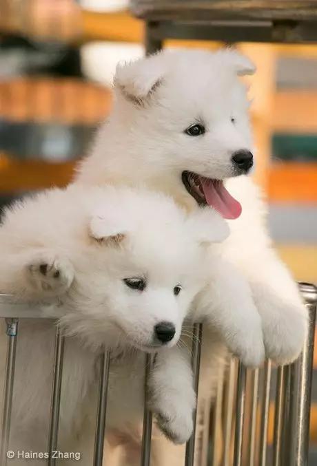 动物世界犬种-萨摩耶犬